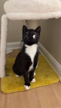 Vesper -  Domestic Short Hair Cat for Adoption in Reston, Virginia - Vesper | PetCurious