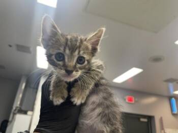 A1927774 -  Domestic Short Hair Cat for Adoption in Thousand Palms, California - A1927774 | PetCurious
