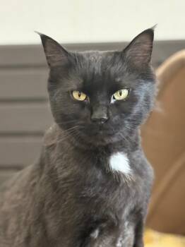 Domestic Long Hair Cats Available for Adoption - Charlie | PetCurious