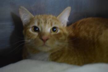 Domestic Short Hair Cats Available for Adoption - Mac | PetCurious