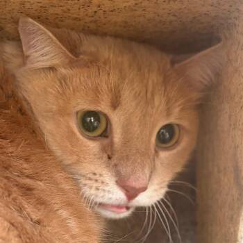 Tootsie -  Domestic Short Hair Cat for Adoption in Philadelphia, Pennsylvania - Tootsie | PetCurious