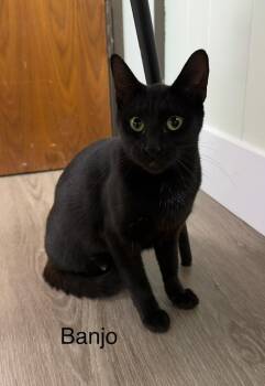 Banjo -  Domestic Short Hair Cat for Adoption - Banjo | PetCurious