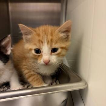 Norman -  Domestic Short Hair Cat for Adoption in Council Bluffs, Iowa - Norman | PetCurious