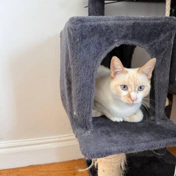 Pegasus -  Siamese Cat for Adoption - Pegasus | PetCurious