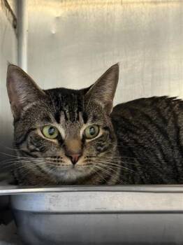 Whimsy -  Domestic Short Hair Cat for Adoption in Largo, Florida - Whimsy | PetCurious