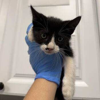 Crackle -  Domestic Short Hair Cat for Adoption in Greenville, South Carolina - Crackle | PetCurious