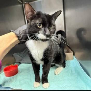 Domestic Short Hair Cats Available for Adoption in New York, New York - Silly Goose | PetCurious
