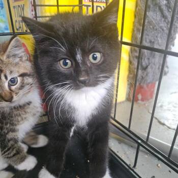 Bram -  Domestic Short Hair Cat for Adoption in Hedgesville, West Virginia - Bram | PetCurious