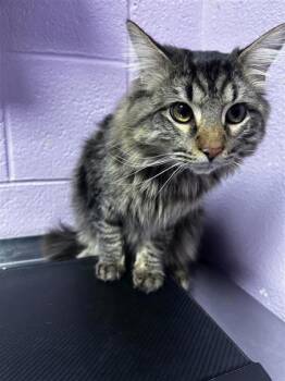 Domestic Long Hair Cats Available for Adoption - 60155421 | PetCurious