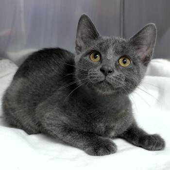 Vuitton (Yellow collar) -  Domestic Short Hair Cat for Adoption in Michigan City, Indiana - Vuitton (Yellow Collar) | PetCurious