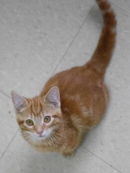 Rescue Domestic Short Hair Cats for Adoption in Red Wing, Minnesota - Alvin | PetCurious