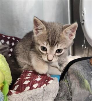 Domestic Short Hair Cats Available for Adoption in Fort Walton Beach, Florida - DONAS | PetCurious