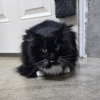 Cuddles -  Domestic Medium Hair Cat for Adoption in Fort Bragg, California - Cuddles | PetCurious