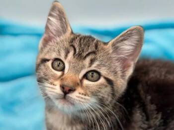 Lisa -  Domestic Short Hair Cat for Adoption in Portland, Oregon - Lisa | PetCurious