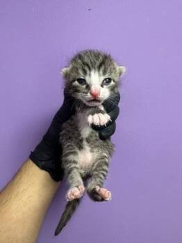 61596984 -  Domestic Short Hair Cat for Adoption in El Paso, Texas - 61596984 | PetCurious