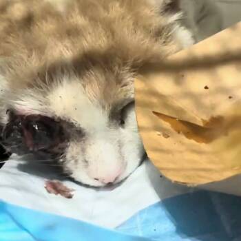 Rescue Domestic Short Hair Cats for Adoption in New York, New York - Red Eye | PetCurious