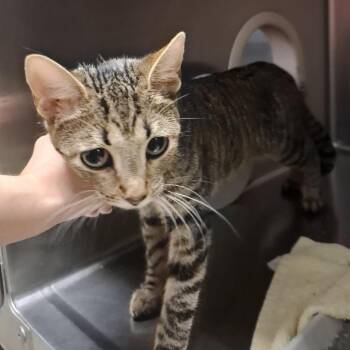 Matilda -  Domestic Short Hair Cat for Adoption in Baltimore, Maryland - Matilda | PetCurious