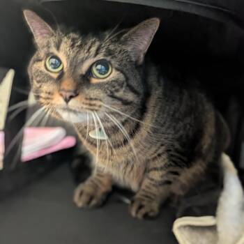 Gem -  Domestic Short Hair Cat for Adoption in Walker, Michigan - Gem | PetCurious
