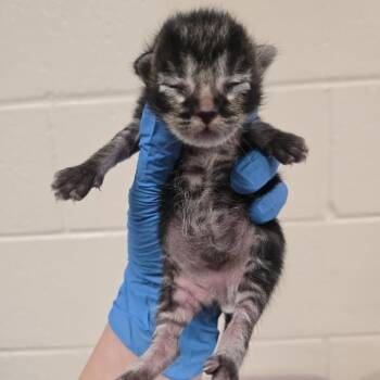 Deep Dish -  Domestic Short Hair Cat for Adoption in Reno, Nevada - Deep Dish | PetCurious