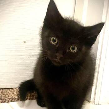 Baron - in Cockeysville, MD -  Domestic Short Hair Cat for Adoption - Baron - In Cockeysville, MD | PetCurious
