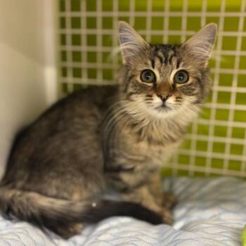 Domestic Long Hair Cats Available for Adoption in Woodbury, New Jersey - Yogi Bear | PetCurious