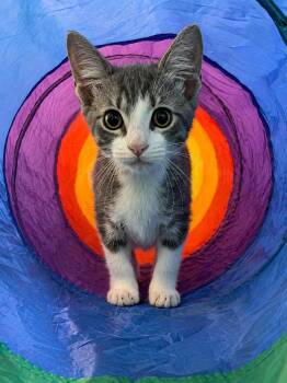 Levi Grey -  Domestic Short Hair Cat for Adoption in Plano, Texas - Levi Grey | PetCurious