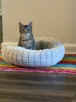 Domestic Short Hair Cats Available for Adoption in Kinston, North Carolina - Josh Allen | PetCurious