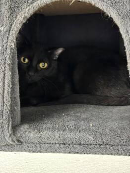 Rescue Domestic Short Hair Cats for Adoption in Yorkville, Illinois - Rigatoni | PetCurious