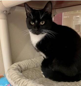 DARLENE -  Domestic Short Hair Cat for Adoption in Springfield, Massachusetts - DARLENE | PetCurious