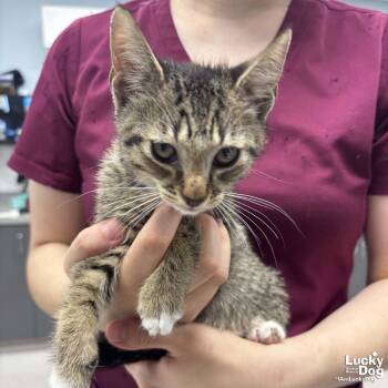 Reid -  Domestic Short Hair Cat for Adoption in Washington, District Of Columbia - Reid | PetCurious