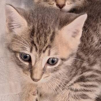 Domestic Short Hair Cats Available for Adoption in Montgomery, Alabama - Zippie | PetCurious