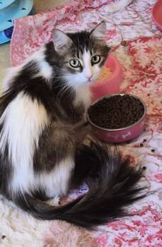 Lily Shamrock -  Domestic Long Hair and Tabby Cat for Adoption in Chandler, Arizona - Lily Shamrock | PetCurious