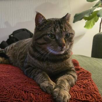 Domestic Short Hair Cats Available for Adoption in Minneapolis, Minnesota - Biggie (FIV+) | PetCurious