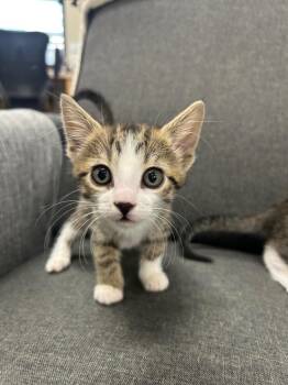 Domestic Short Hair Cats Available for Adoption in Valley Park, Oklahoma - Stephanie | PetCurious