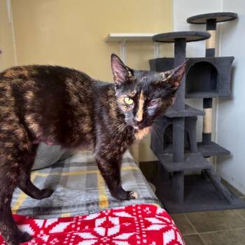 Cannoli -  Domestic Short Hair Cat for Adoption - Cannoli | PetCurious