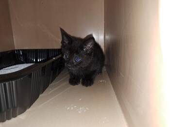 Ranger -  Domestic Short Hair Cat Available for Adoption in Fayetteville, Tennessee - Ranger | PetCurious