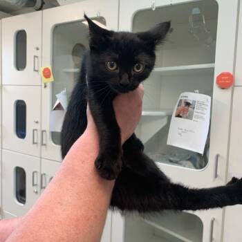 Amy -  Domestic Medium Hair Cat for Adoption in Jasper, Indiana - Amy | PetCurious
