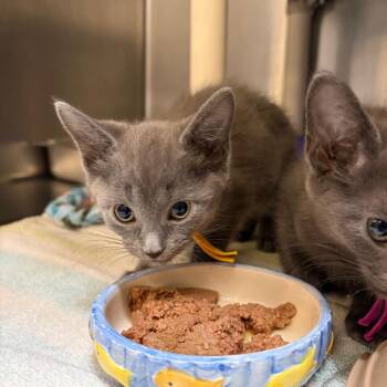 Sarcastic Fringehead -  Domestic Short Hair Cat for Adoption in Mentor, Ohio - Sarcastic Fringehead | PetCurious