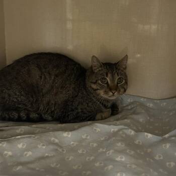 Rozzy -  Domestic Short Hair Cat for Adoption in Conway, New Hampshire - Rozzy | PetCurious