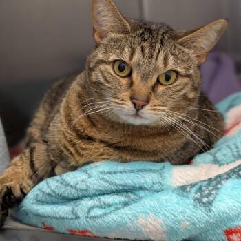 Domestic Short Hair Cats Available for Adoption in Pittsburgh, Pennsylvania - Luna | PetCurious