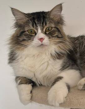 Fabio -  Norwegian Forest Cat Cat for Adoption in Snow Hill, Maryland - Fabio | PetCurious