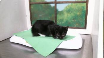 COCO -  Domestic Short Hair Cat for Adoption in Houston, Texas - COCO | PetCurious