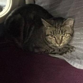 Domestic Short Hair Cats Available for Adoption - Sheriff Jody | PetCurious