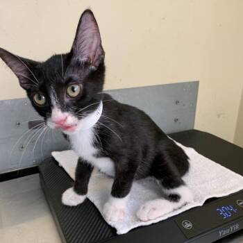 Harrison -  Domestic Short Hair Cat for Adoption in Pasadena, California - Harrison | PetCurious