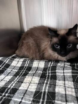 Edith -  Domestic Long Hair Cat for Adoption in Clarksville, Tennessee - Edith | PetCurious
