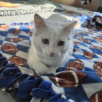 Cadillac -  Domestic Long Hair and Domestic Short Hair Cat for Adoption in Lakewood, Colorado - Cadillac | PetCurious