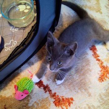 Vida (John Boy) -  Domestic Short Hair Cat for Adoption in Baltimore, Maryland - Vida (John Boy) | PetCurious
