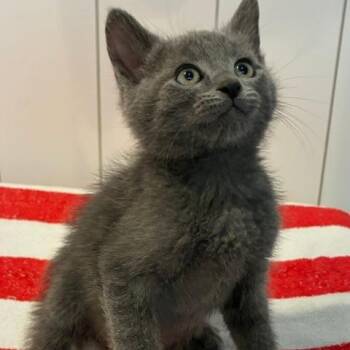 Tiger -  Domestic Short Hair Cat for Adoption in Los Angeles, California - Tiger | PetCurious