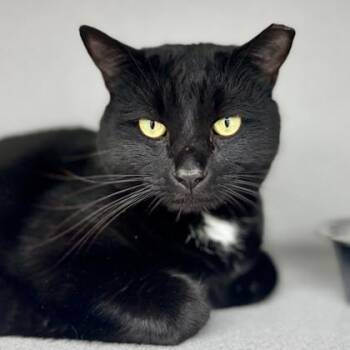 Domestic Short Hair Cats Available for Adoption - Chungus | PetCurious