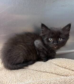 Lee -  Domestic Medium Hair Cat for Adoption in Liverpool, New York - Lee | PetCurious
